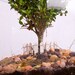 George Washington's Boxwood