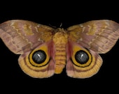 Io Moth - Automeris io (female)