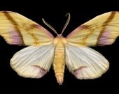 Lemon Plagodis Moth - Plagodis serinaria