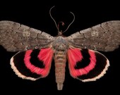 Pink Underwing moth - Catocala concumbens