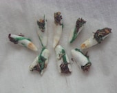 The Original Loaded Alligator Tooth-Hoodoo-Voodoo-Witchcraft-Famous Southern Good Luck Charm for Money, Success, Prosperity, Luck