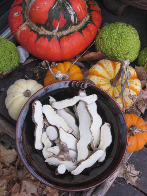 One Queen Elizabeth Root-Orris Root-Hoodoo-Voodoo-Witchcraft-Wicca-Conjure-Business, Love, Attraction, Wealth