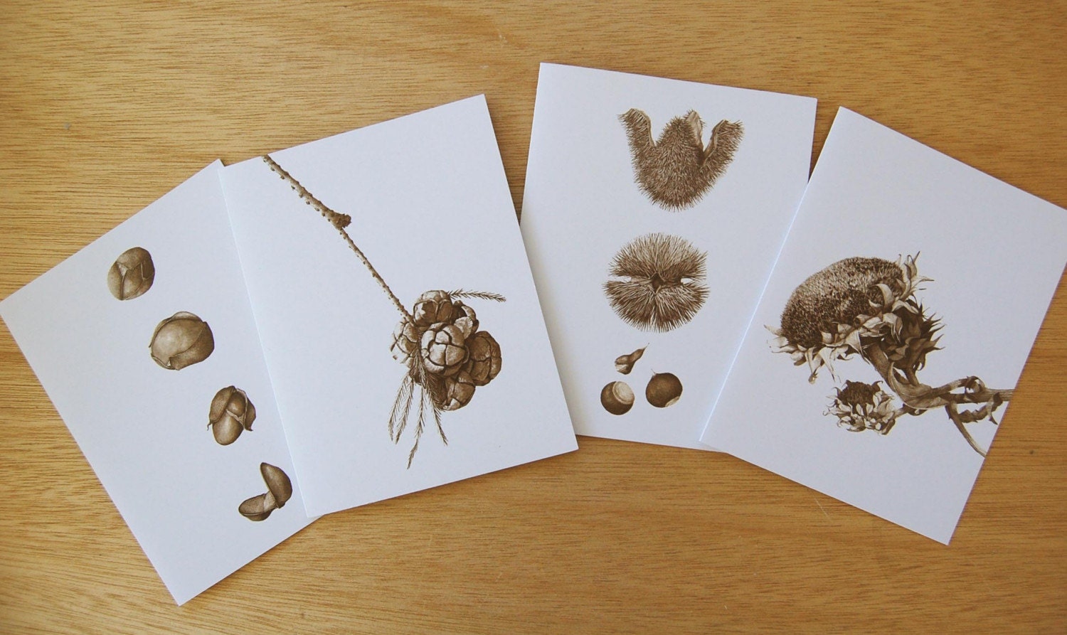 Botanical Art Cards, Series 01 - Sepia Studies