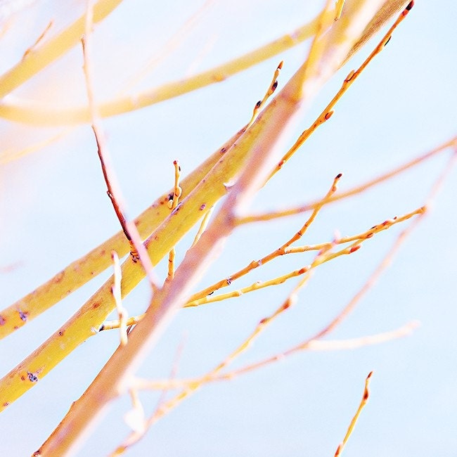 Yellow 8x8 - Minimalist Branch Photo - Nature Photography - Spring Color Photograph