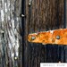 Hinge - Rustic Photograph - Still Life Photo - Color Photography - Rust Orange Brown White Black Gray Wall Art
