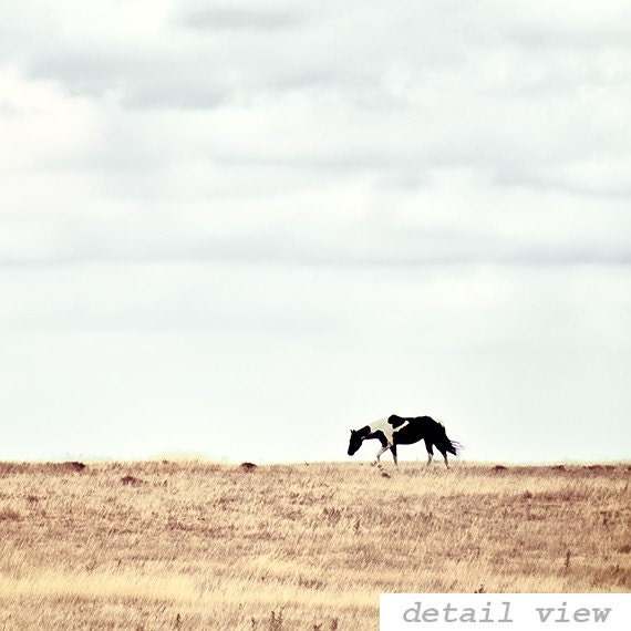 Pinto 8x12 - Horse Photograph - Rustic Horse Photo - Minimalist Horse Art Print - Western Art - Animal Photography