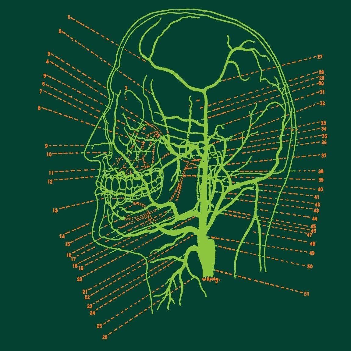 Head Diagram Tshirt ANATOMY Science Brain tee WOMENS shirt