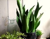 Vintage Black Steel Bucket