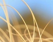 5 x 7 Photographic Print: Macro Grass