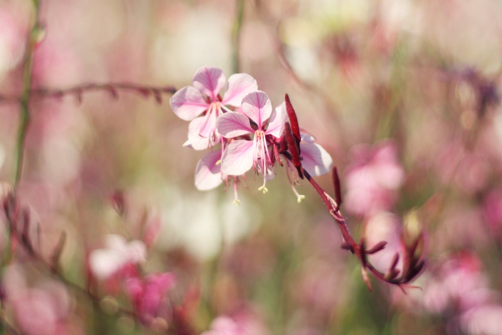 springtime in the pink // 5x7  print