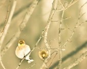 Nature photography, sunny yellow goldfinch, nursery decor, baby's room art print 8x8 photo