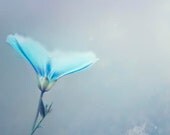 Ice Blue Flower Photography, silver, snowflake, minimalist, pastel, pale, delicate, women, fine art photograph - Raceytay