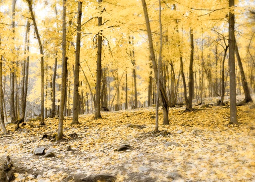 Yellow Forest Photography - the woods in Autumn - 5x7 Nature print - sunny gold decor warm brown - Moonrise Kingdom - Raceytay