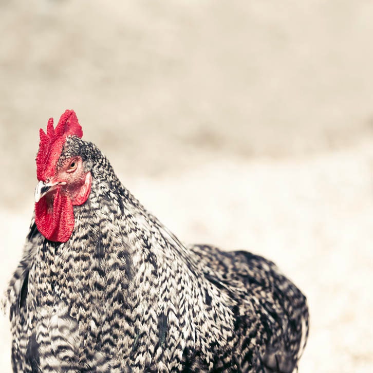 Rustic kitchen, Farm Animal Print, rooster photography, red kitchen decor, prairies, farmhouse decor, Thanksgiving - Raceytay