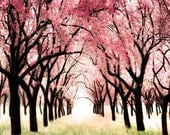 Nature Photography, Cherry Blossom, pink and green, Nursery decor for girls, new baby gift, 12x12