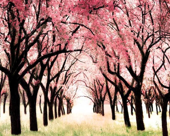 Nursery decor, Alice in Wonderland theme, Spring Cherry Blossoms, Pink, nature photography, 16x20 large wall art