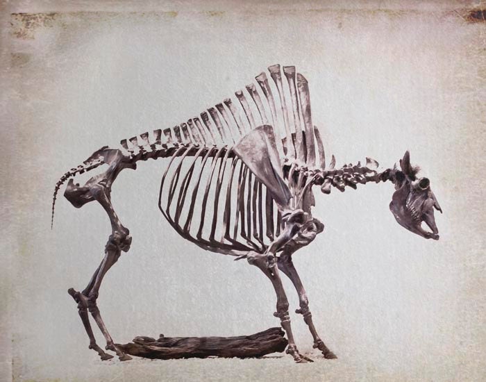 Tribal southwest wall decor - ancient bones - skeleton - beige - western 11x14 Vintage inspired fine art photography
