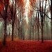 Photography gift set of 3 5x5 photos for Fathers Day - red trees in autumn, red wall decor - nature photography for Ikea ribba