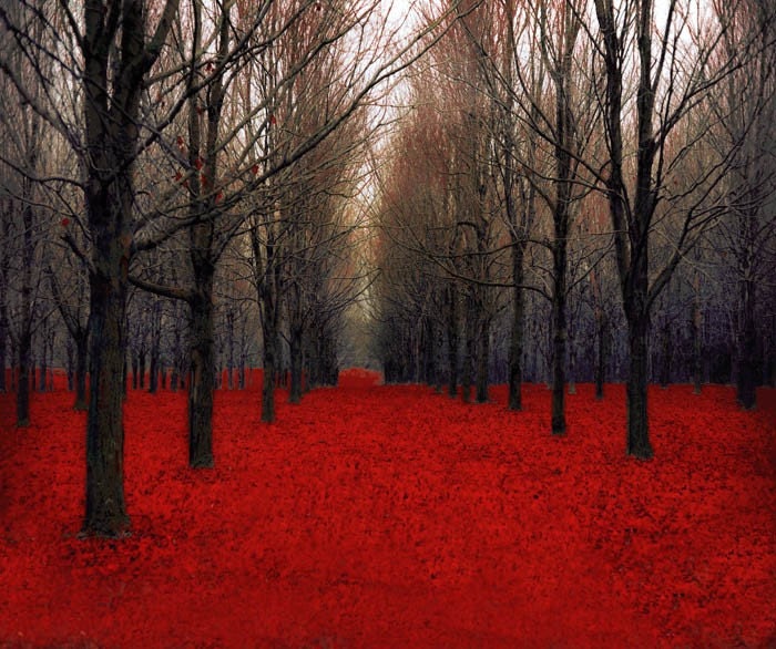 Fine Art Photography - cool gifts for dad - red and black forest in Autumn - dramatic 8x8 print by Raceytay