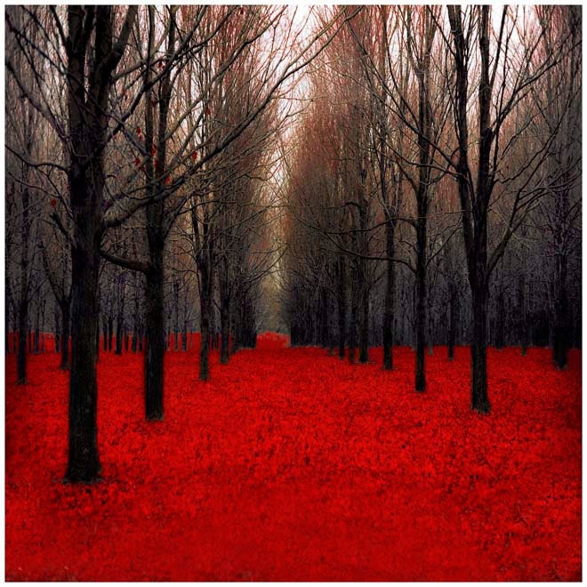 Photography gift set of 3 5x5 photos for Fathers Day - red trees in autumn, red wall decor - nature photography for Ikea ribba