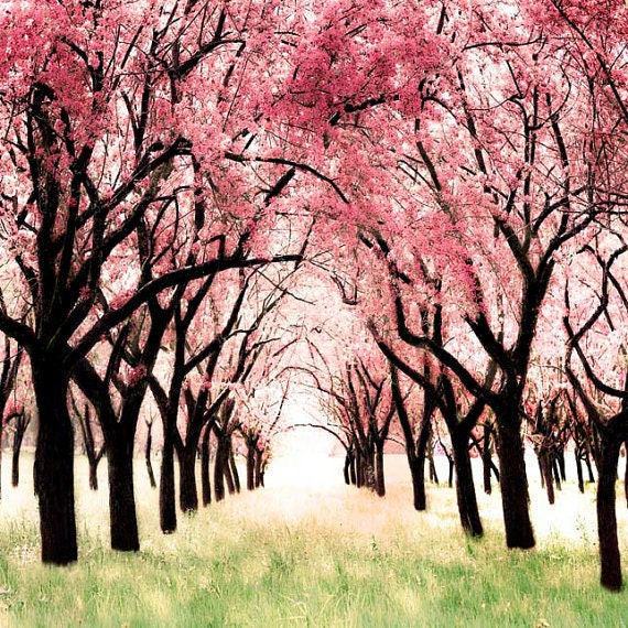 Photography gift set for girls 2 5x5 photos for Ikea Ribba frames - cherry blossoms for pink themed nursery