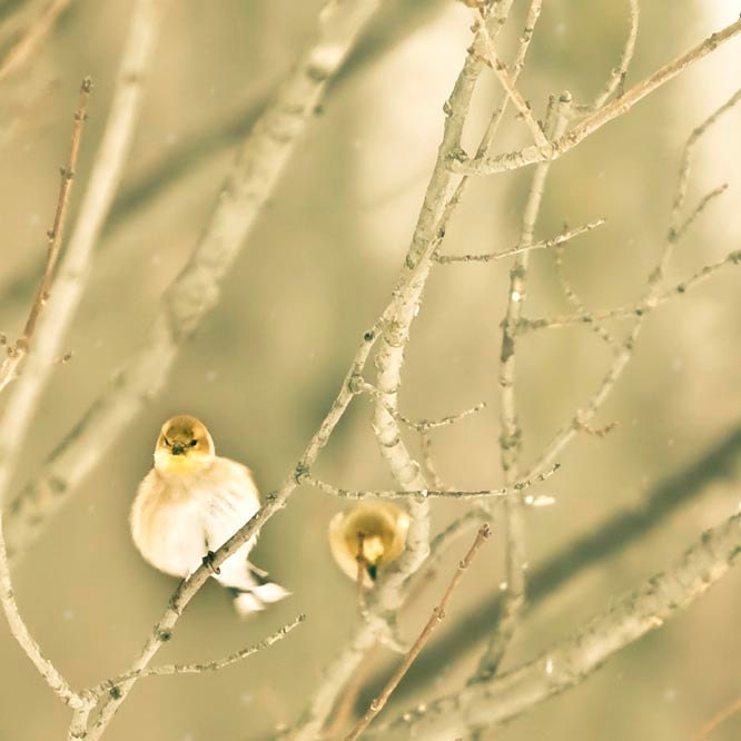Nature photography, sunny yellow goldfinch, nursery decor, baby's room art print 8x8 photo