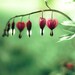 Spring photography, emerald green, Bleeding hearts, pink, romantic home decor, whimsical garden print