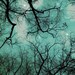 Moon and Stars Photography, Nursery decor, Celestial, Boys wall art, woodland, black, teal, blue, 5x5, Fine Art Photography