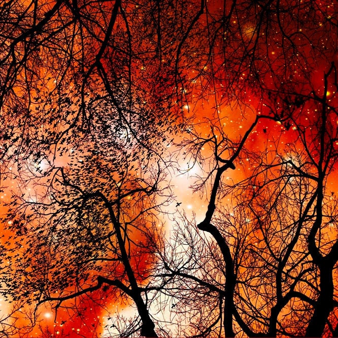 Fairy tale photography, orange sky, black trees, Fine Art print, Gothic, wall decor, 12x12 photograph