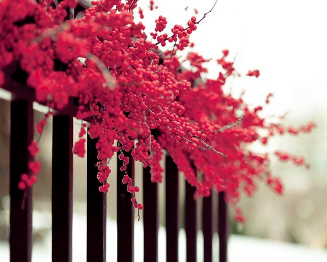 Winter photography, Wonderland, white, pink red berry wreath, black, snow, whimsical, romantic