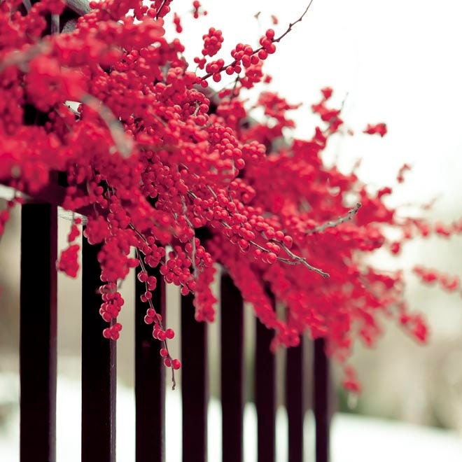 Winter Photography, red and black wall decor, raspberry red berry garland, wonderland, snow decor