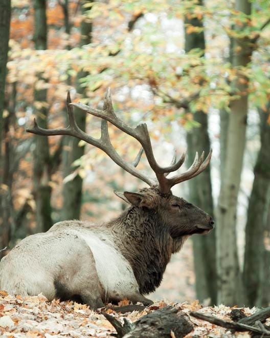 Fathers Day, Nature Photography -  rustic dad - Antler decor - 8x10 - brown olive green, decor idea for cabin or lodge