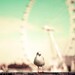 Mint green and beige London photography, Millennium Wheel, UK pastel green ferris wheel, ombre, bird, seagull