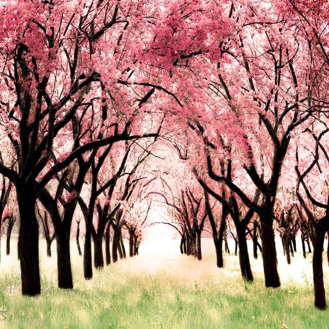 Nature Photography, Cherry Blossom, pink and green, Nursery decor for girls, new baby gift, 12x12