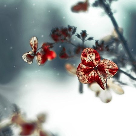 Unique Wall  on Wall Decor  Winter  Red Blue Gray  Fine Art Photography  Teal  Garden