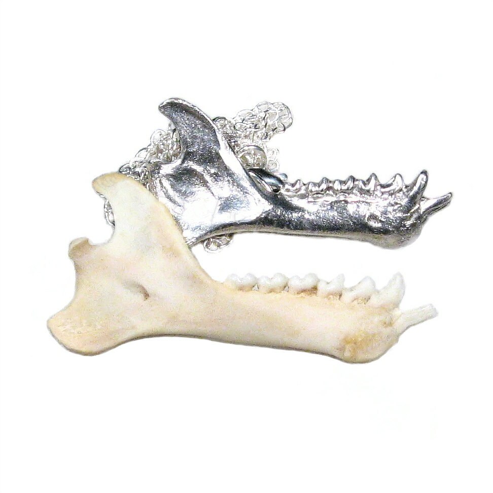 Mandible Bone