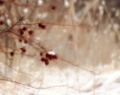 Winter Landscape Photograph - red berries branches woodland white snow crimson