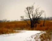 Snowy Path Landscape Photograph - prairie, snow, grass, winter, golden, field, prairieblack friday, cyber monday