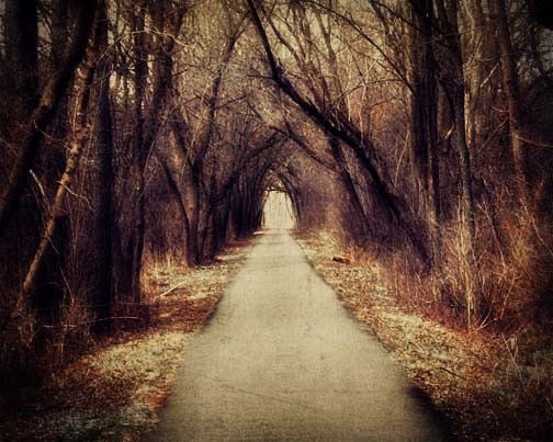Dark Woods Photo - trees, path, forest, edgar allen poe, alice in wonderland, red riding hood