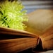 Open Antique Book Photograph flower old pages reading lime green vintage home decor