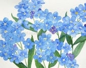 forget me nots 8" x 10" watercolor giclee print