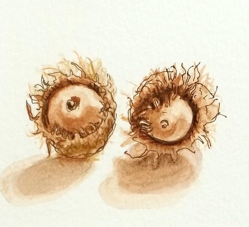 Acorn Illustration