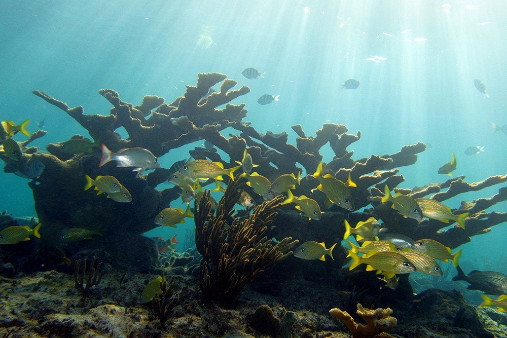 Nautical Decor - Sunlight on Coral Reef - Underwater Photograph