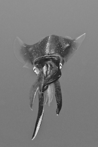 Squid Art Nautical Decor Masculine Modern Black and White Underwater Photograph