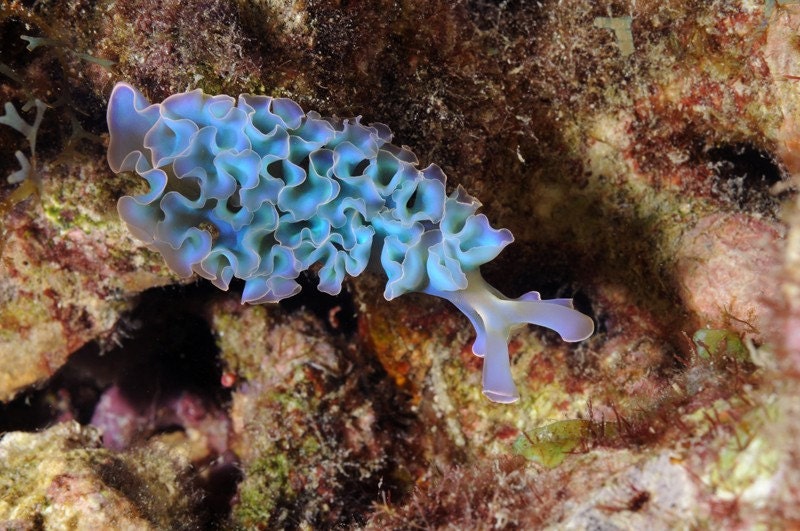 Blue Lettuce Nudibranch 4x6 Nature Home Decor Underwater Photo