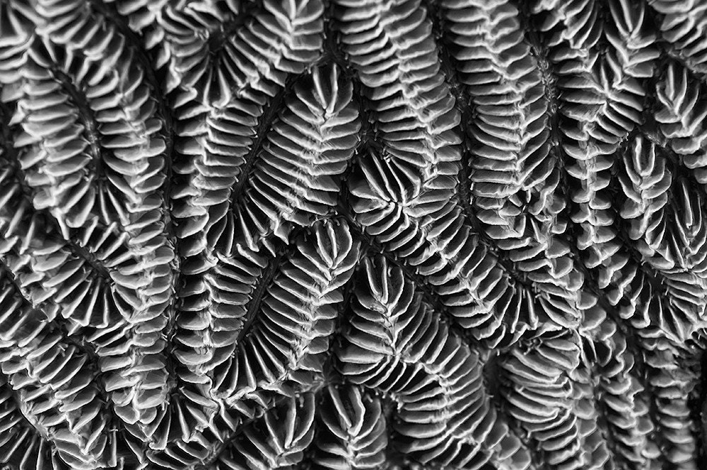 Black and White Coral Labyrinth 3 8x12 Modern Nautical Decor  Underwater Photography Art Print Masculine