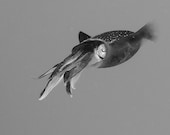 Squid Art Black and White Nautical Decor Masculine Modern Underwater Photograph