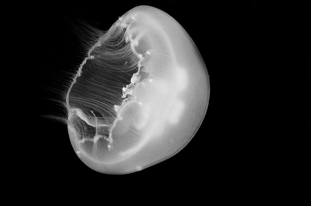 Moon Jellyfish Nautical Decor Black and White Home Decor Underwater Photography 8x12 Photograph