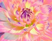 Sunset Dahlia 5 x 5 print - nansmithimages