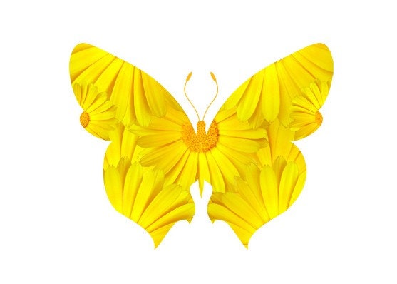 Yellow Calendula Butterfly photo print